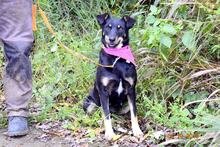 ANDREA, Hund, Mischlingshund in Slowakische Republik - Bild 6