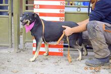 ANDREA, Hund, Mischlingshund in Slowakische Republik - Bild 7