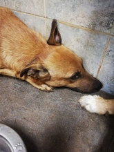 LINUS, Hund, Mischlingshund in Italien - Bild 10