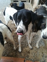 NOTIS, Hund, Mischlingshund in Griechenland - Bild 11