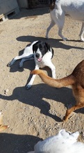 NOTIS, Hund, Mischlingshund in Griechenland - Bild 13