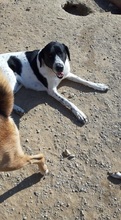 NOTIS, Hund, Mischlingshund in Griechenland - Bild 14
