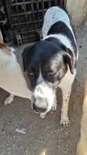 NOTIS, Hund, Mischlingshund in Griechenland - Bild 3