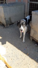 NOTIS, Hund, Mischlingshund in Griechenland - Bild 4