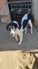 NOTIS, Hund, Mischlingshund in Griechenland - Bild 5