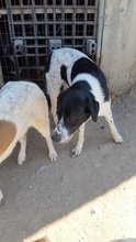 NOTIS, Hund, Mischlingshund in Griechenland - Bild 6