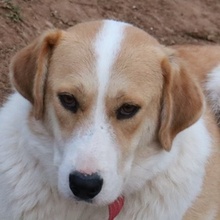 ALMIRA, Hund, Mischlingshund in Griechenland - Bild 1
