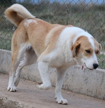 ALMIRA, Hund, Mischlingshund in Griechenland - Bild 10