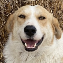 ALMIRA, Hund, Mischlingshund in Griechenland - Bild 11