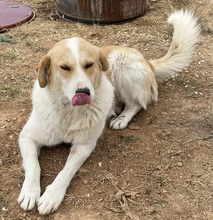 ALMIRA, Hund, Mischlingshund in Griechenland - Bild 12