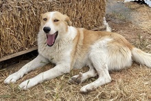 ALMIRA, Hund, Mischlingshund in Griechenland - Bild 14