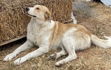 ALMIRA, Hund, Mischlingshund in Griechenland - Bild 15