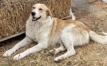 ALMIRA, Hund, Mischlingshund in Griechenland - Bild 16