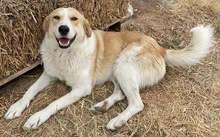 ALMIRA, Hund, Mischlingshund in Griechenland - Bild 17