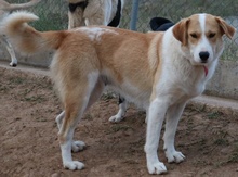 ALMIRA, Hund, Mischlingshund in Griechenland - Bild 2