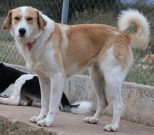ALMIRA, Hund, Mischlingshund in Griechenland - Bild 3