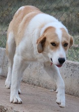 ALMIRA, Hund, Mischlingshund in Griechenland - Bild 4