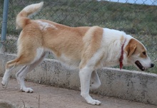 ALMIRA, Hund, Mischlingshund in Griechenland - Bild 5