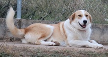ALMIRA, Hund, Mischlingshund in Griechenland - Bild 6
