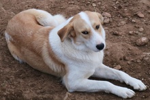 ALMIRA, Hund, Mischlingshund in Griechenland - Bild 7