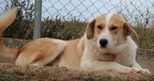 ALMIRA, Hund, Mischlingshund in Griechenland - Bild 8
