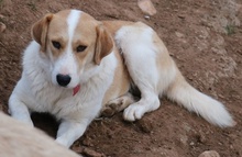 ALMIRA, Hund, Mischlingshund in Griechenland - Bild 9