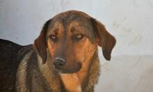 SANJA, Hund, Mischlingshund in Griechenland - Bild 1