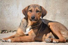 SANJA, Hund, Mischlingshund in Griechenland - Bild 11