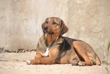 SANJA, Hund, Mischlingshund in Griechenland - Bild 12