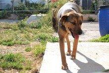 SANJA, Hund, Mischlingshund in Griechenland - Bild 14