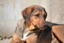 SANJA, Hund, Mischlingshund in Griechenland - Bild 15