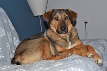 SANJA, Hund, Mischlingshund in Griechenland - Bild 2