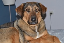 SANJA, Hund, Mischlingshund in Griechenland - Bild 3