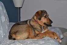 SANJA, Hund, Mischlingshund in Griechenland - Bild 5