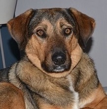 SANJA, Hund, Mischlingshund in Griechenland - Bild 6