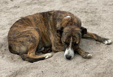 MRKING, Hund, Mischlingshund in Portugal - Bild 7