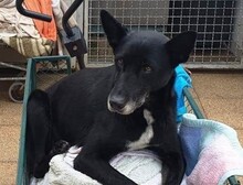 LISETTA, Hund, Mischlingshund in Wöllstadt - Bild 11