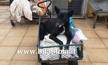 LISETTA, Hund, Mischlingshund in Wöllstadt - Bild 16