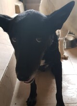 LISETTA, Hund, Mischlingshund in Wöllstadt - Bild 19