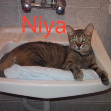 NIYA, Katze, Europäisch Kurzhaar in Bulgarien - Bild 1