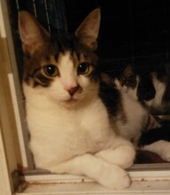 BELLINO, Katze, Europäisch Kurzhaar in Bulgarien - Bild 3