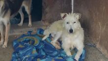 BUGLES, Hund, Mischlingshund in Spanien - Bild 11