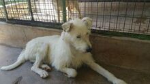 BUGGLES, Hund, Mischlingshund in Spanien - Bild 5