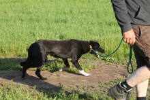 KJARGO, Hund, Labrador-Mix in Lohra-Reimershausen - Bild 7