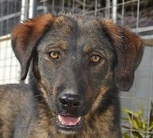 SCOOBY, Hund, Mischlingshund in Griechenland - Bild 1