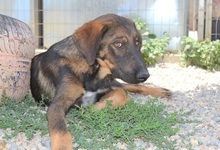 SCOOBY, Hund, Mischlingshund in Griechenland - Bild 14