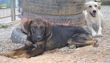 SCOOBY, Hund, Mischlingshund in Griechenland - Bild 15
