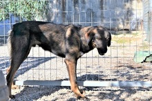 SCOOBY, Hund, Mischlingshund in Griechenland - Bild 18