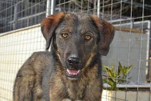 SCOOBY, Hund, Mischlingshund in Griechenland - Bild 3