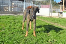 SCOOBY, Hund, Mischlingshund in Griechenland - Bild 4